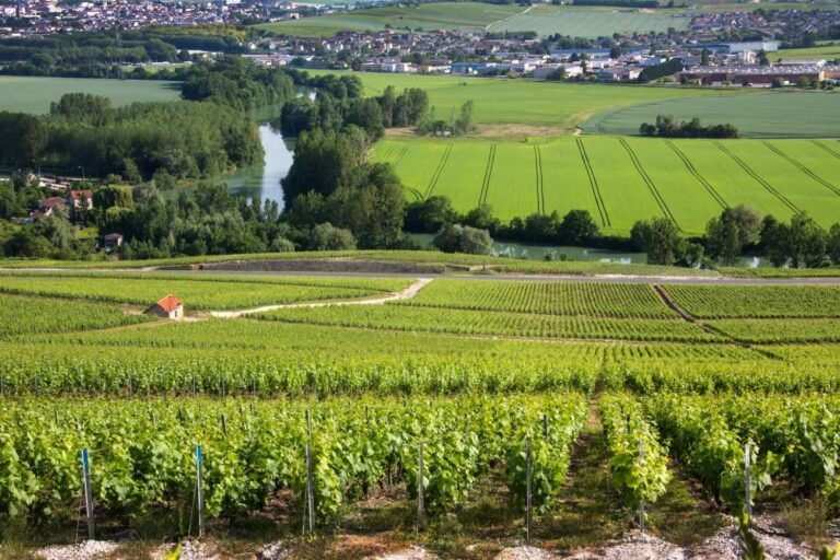 les vignes de la Côte des blancs vers Cramant