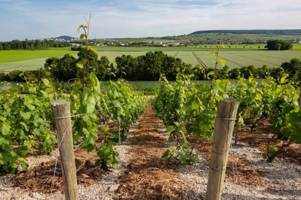 les vignes de la Côte des blancs entre Avize et Cramant
