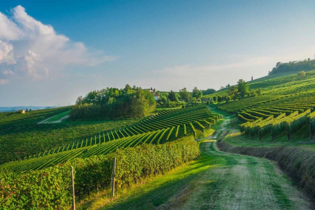 tourisme en Champagne : la Côte des Blancs